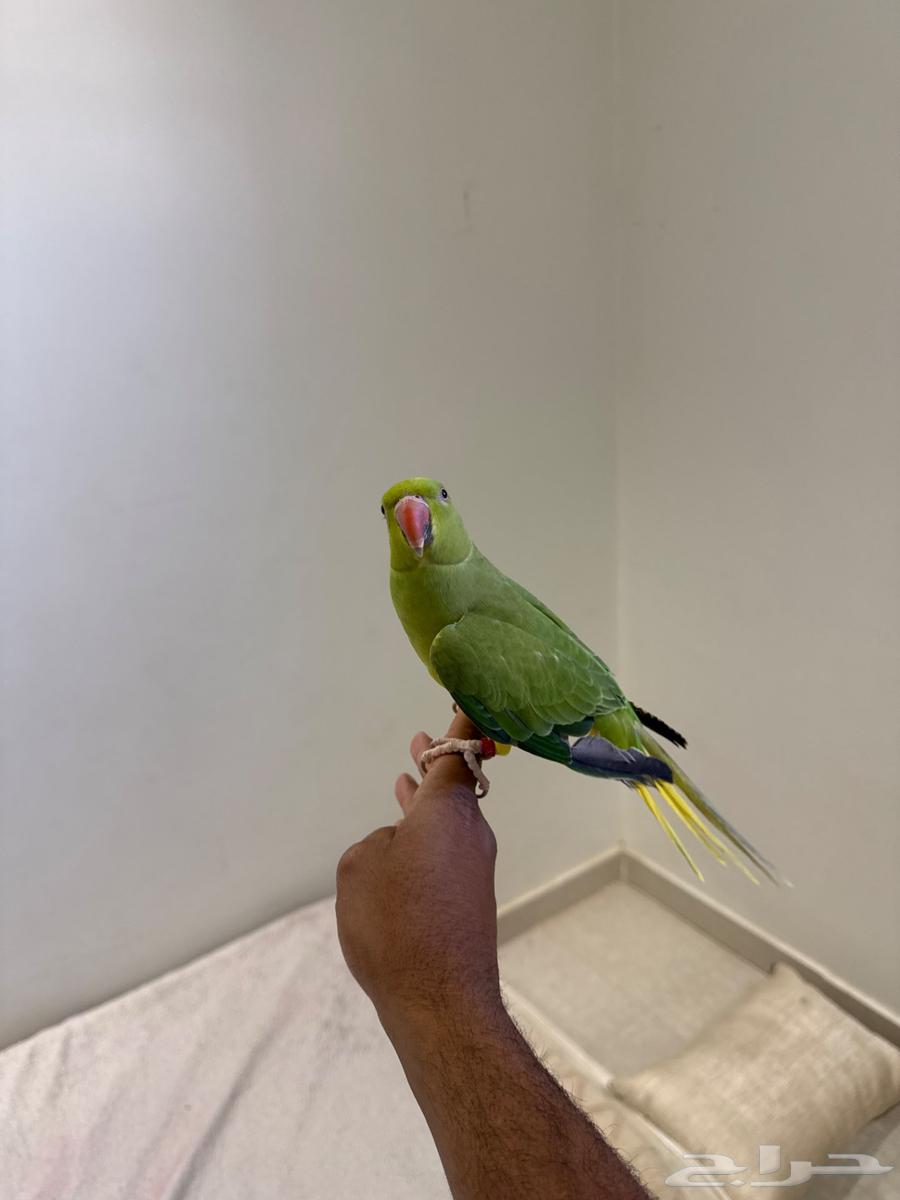 دره هولندي64386054464003114