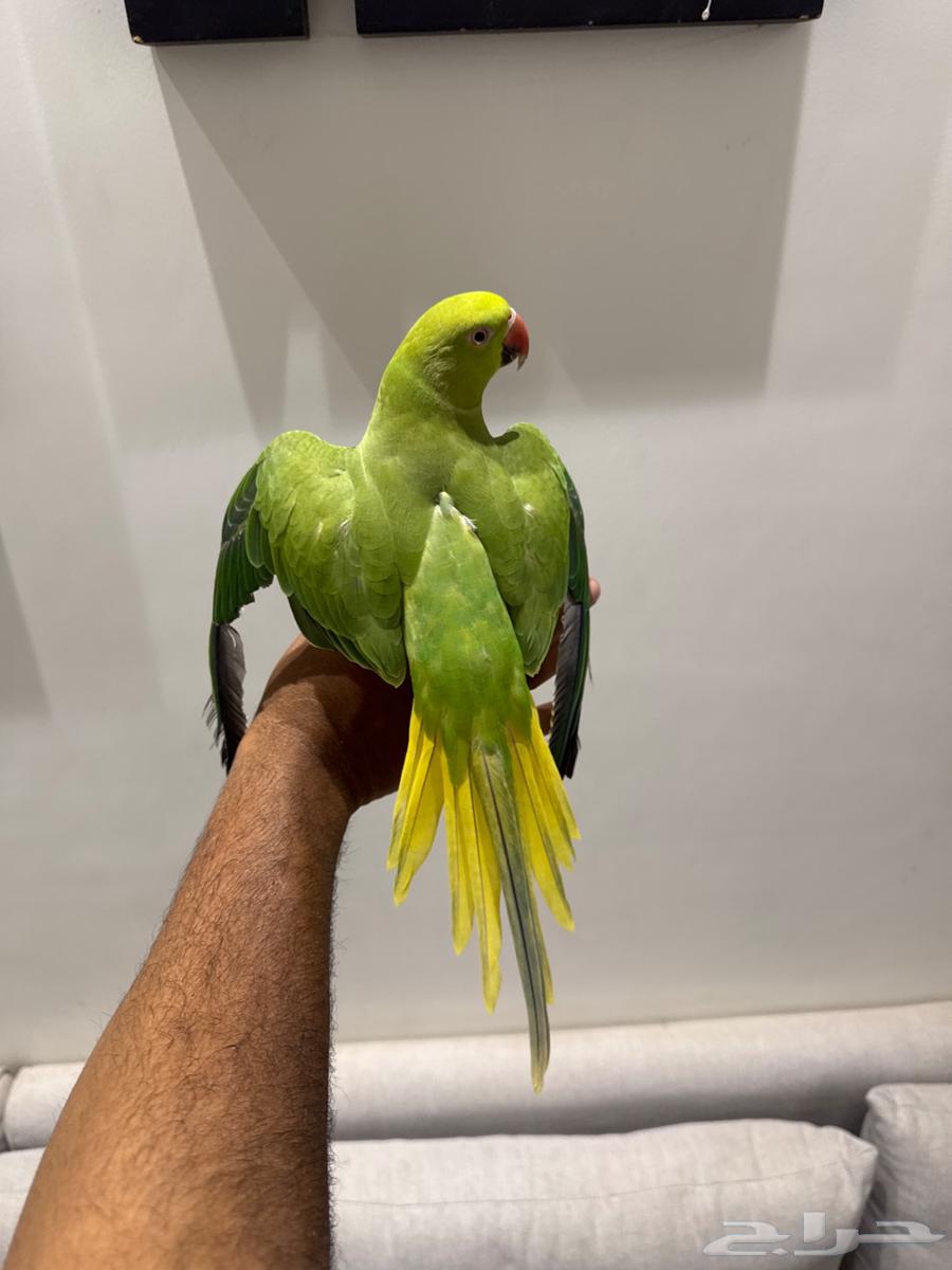 دره هولندي64386054464003111