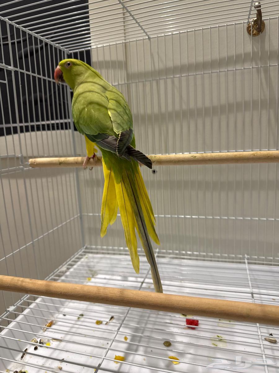 دره هولندي64386054464003110