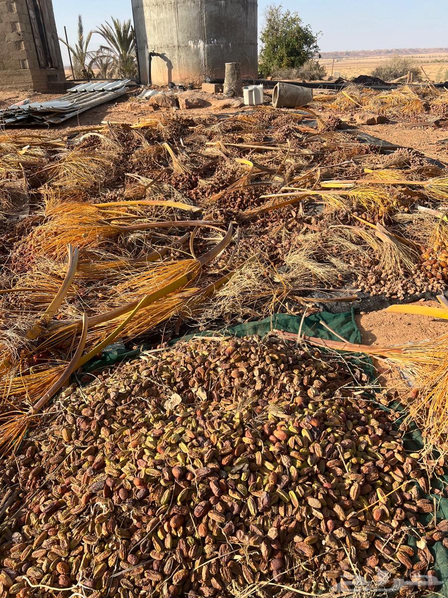 Grass Dates64386515259393112