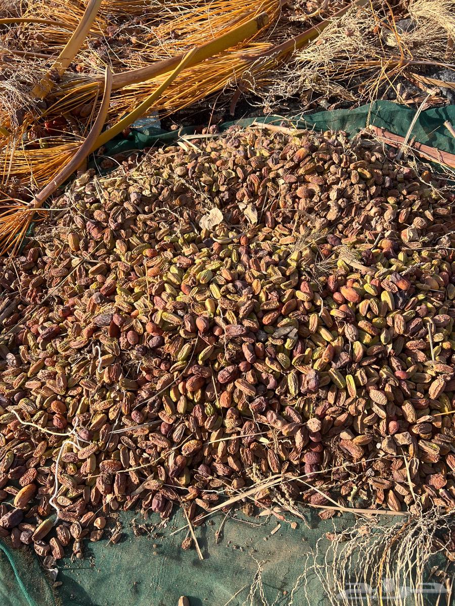 Grass Dates64386515259393110