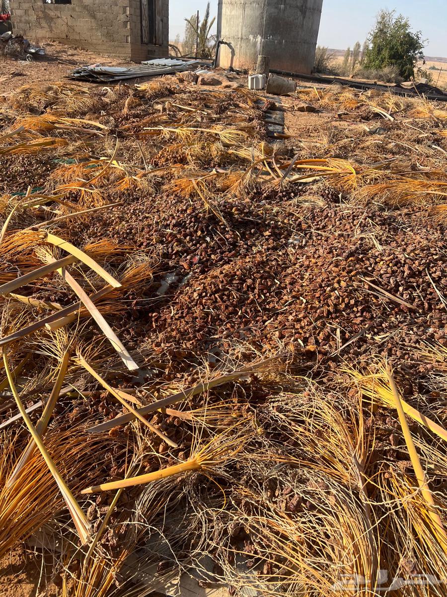 Grass Dates64386515259393111