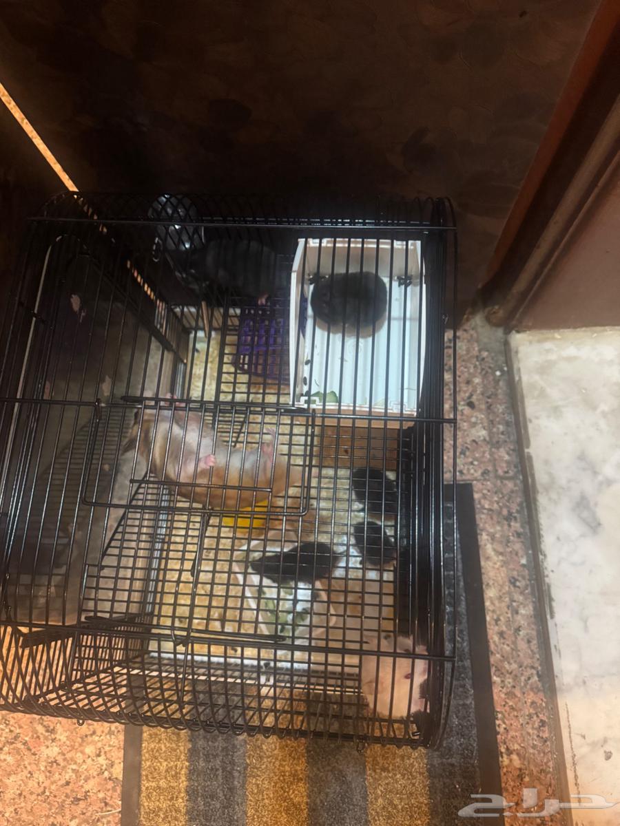 للبيع هامستر ام مع اولادها64386557103235110