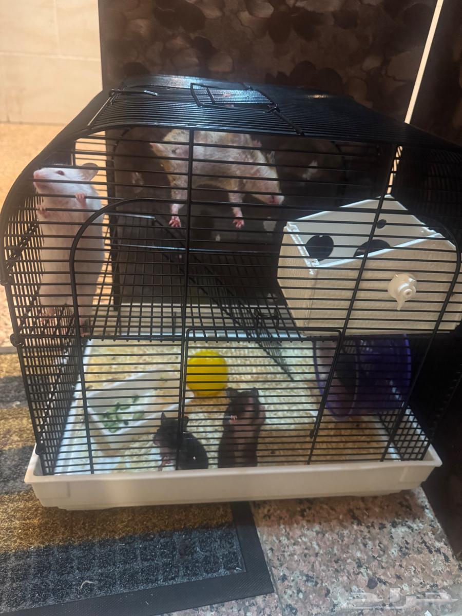 للبيع هامستر ام مع اولادها64386557103235112