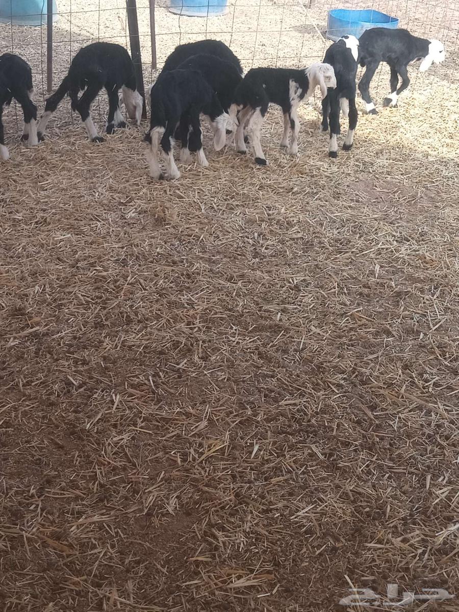 بهم نجد64386710991234114