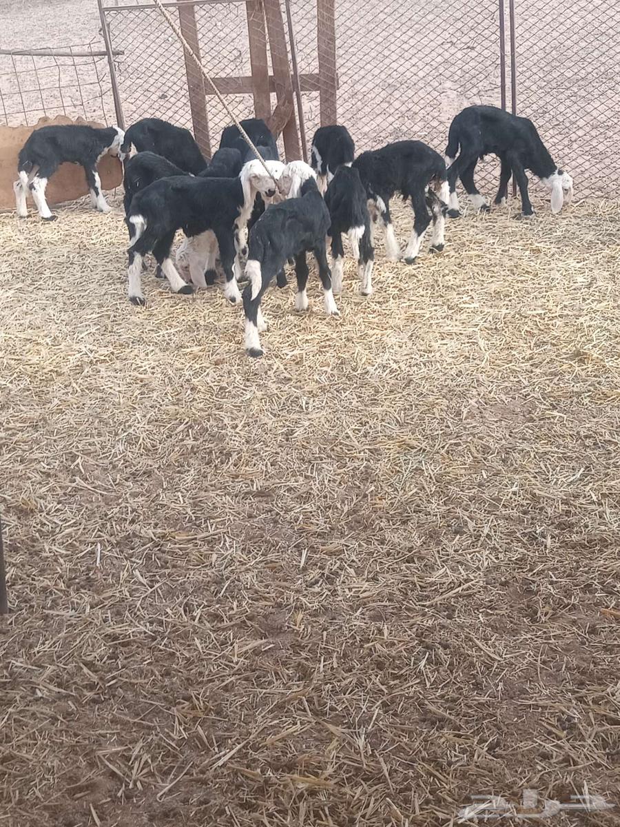 بهم نجد64386710991234112