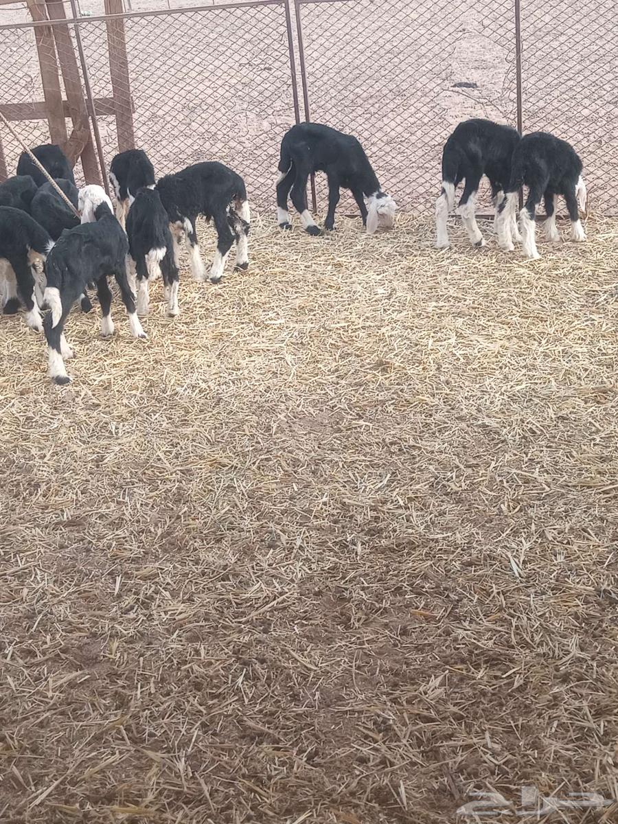 بهم نجد64386710991234111