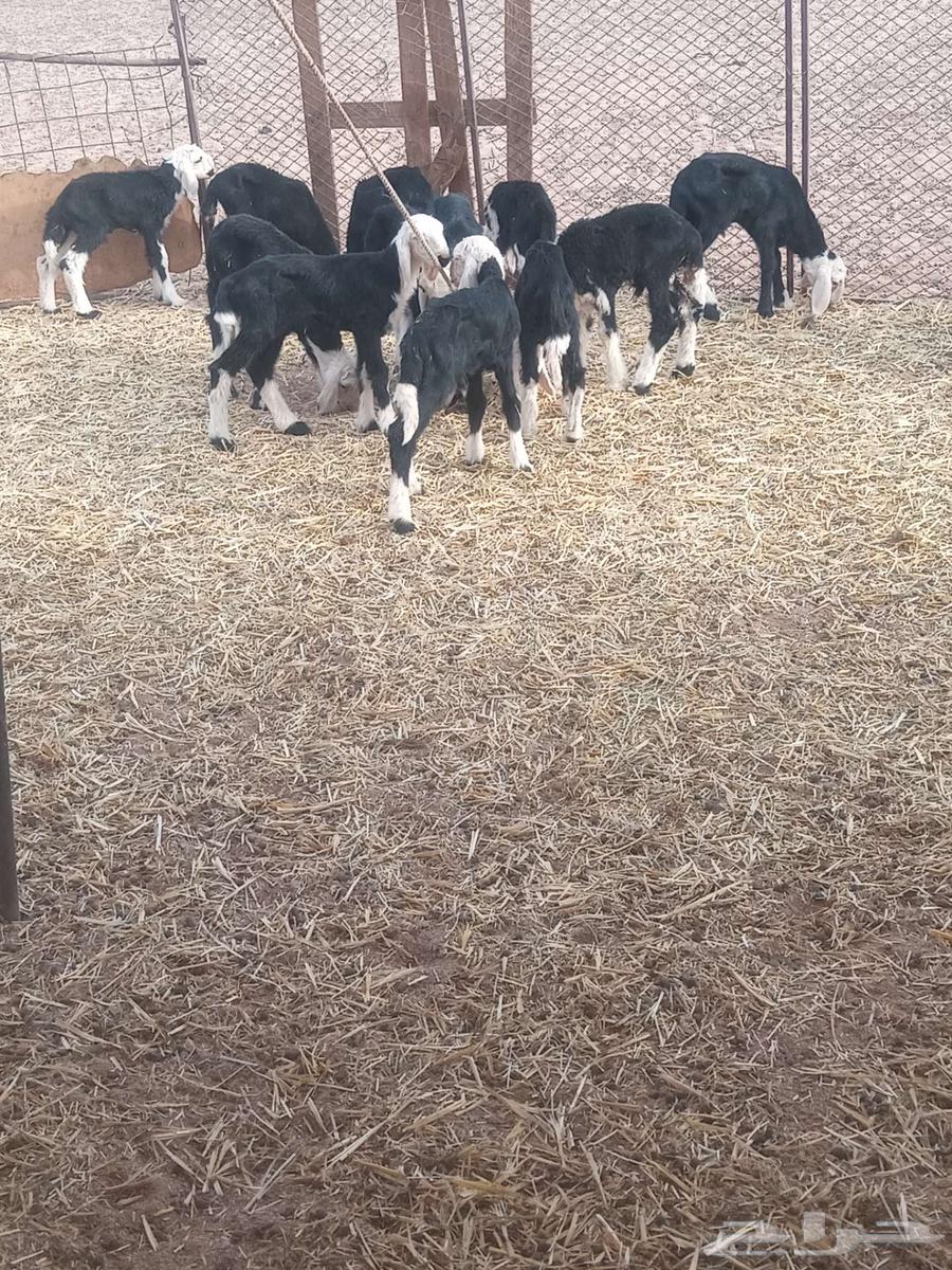 بهم نجد64386710991234110