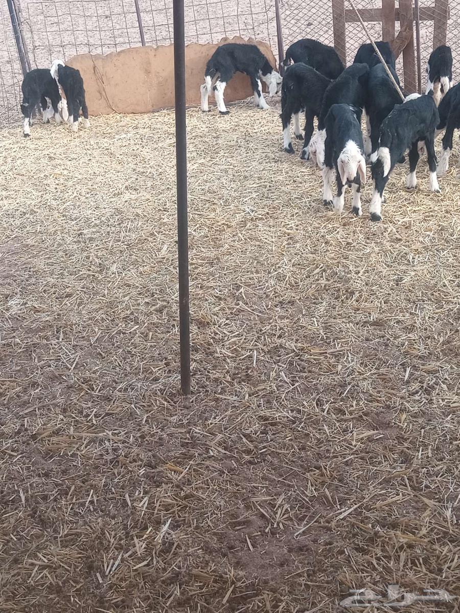 بهم نجد64386710991234113