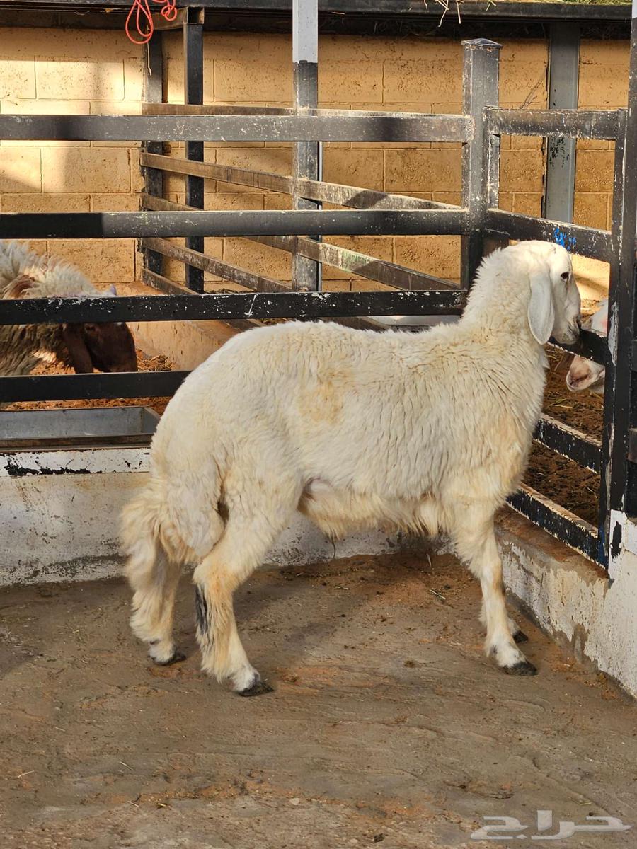 خروف حري64387648809731110