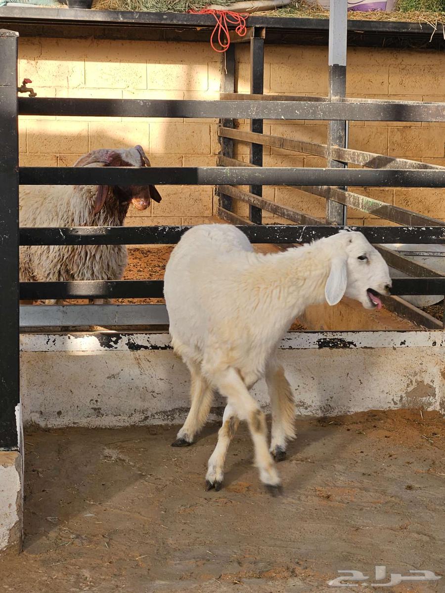 خروف حري64387648809731111