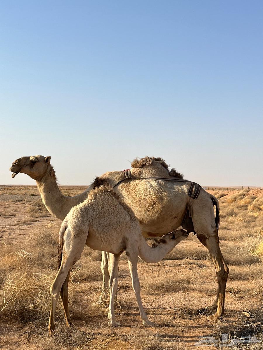 للبيع خلفه تحتها بكره64387662614531110