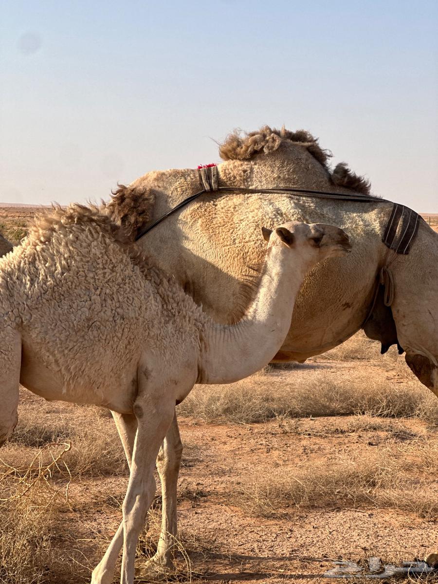 للبيع خلفه تحتها بكره64387662614531111