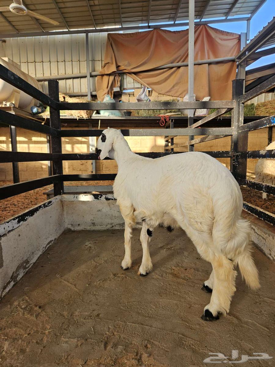 خروف حري64387718262018111