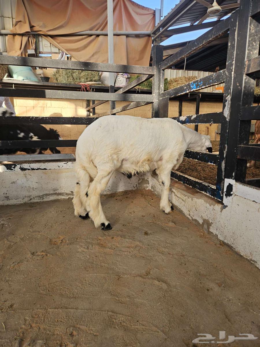 خروف حري64387718262018110