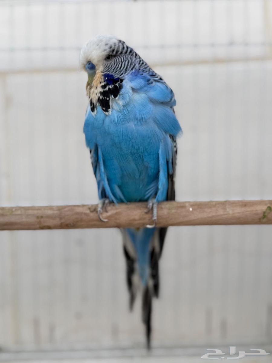 زوج بادجي انقليزي توب منتج64387871466881111