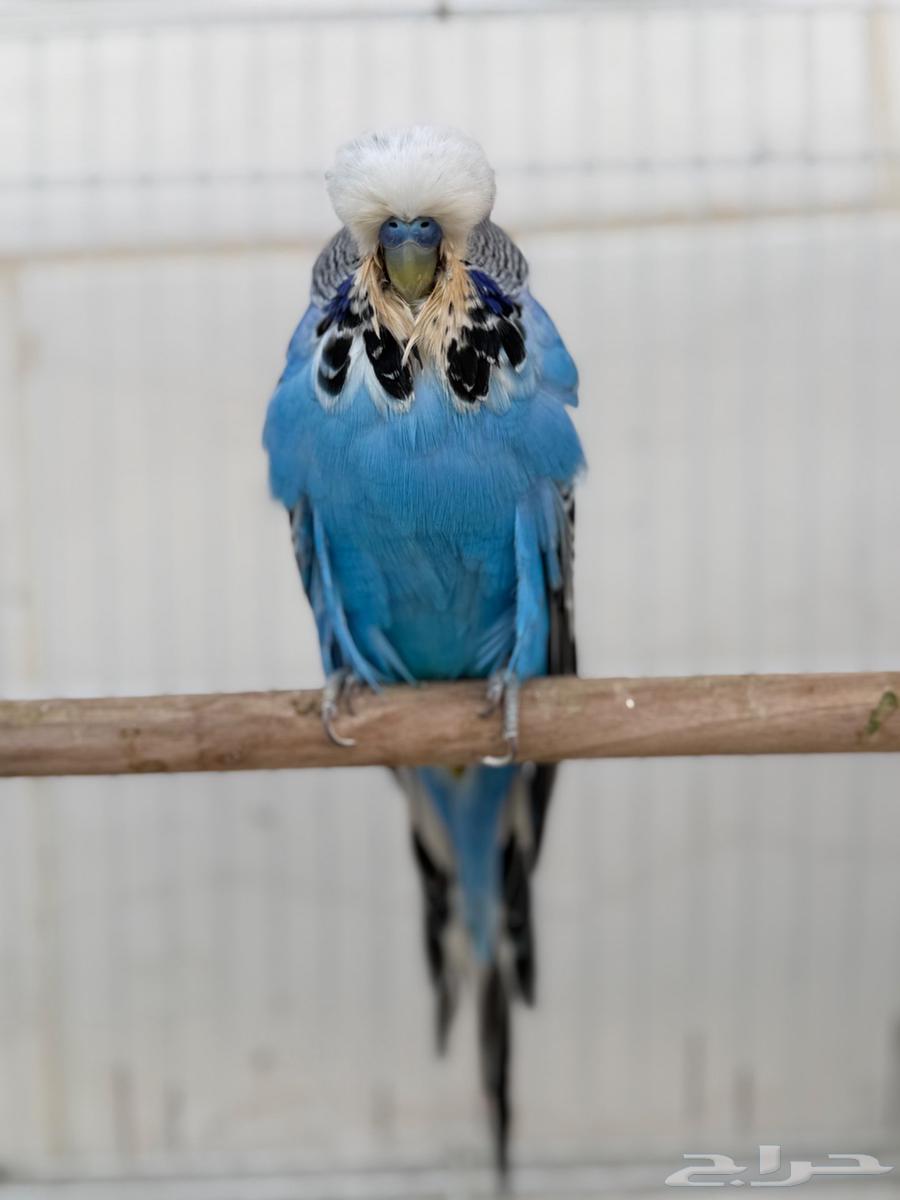 زوج بادجي انقليزي توب منتج64387871466881110