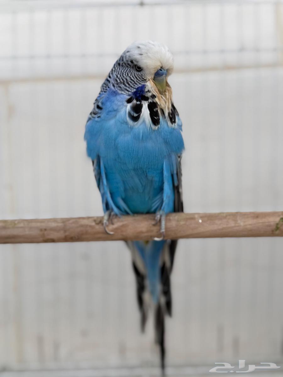 زوج بادجي انقليزي توب منتج64387871466881113