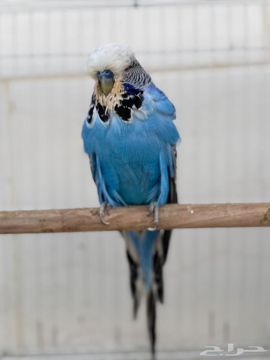 زوج بادجي انقليزي توب منتج64387871466881112