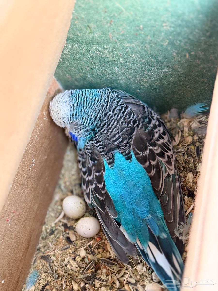 زوج بادجي انقليزي توب منتج64387871466881114