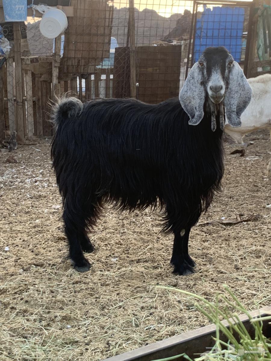 Goats, show-type, milking, 3 pieces, whole set for 80064351730306433110