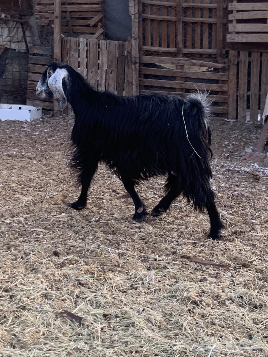 Goats, show-type, milking, 3 pieces, whole set for 80064351730306433113
