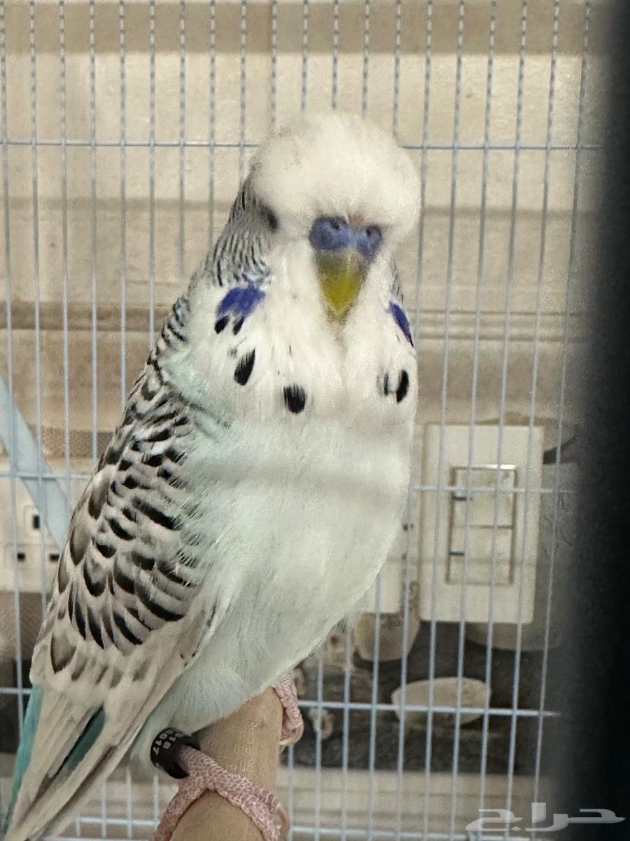 ذكر بادجي انجليزي الاحساء64400660986754111