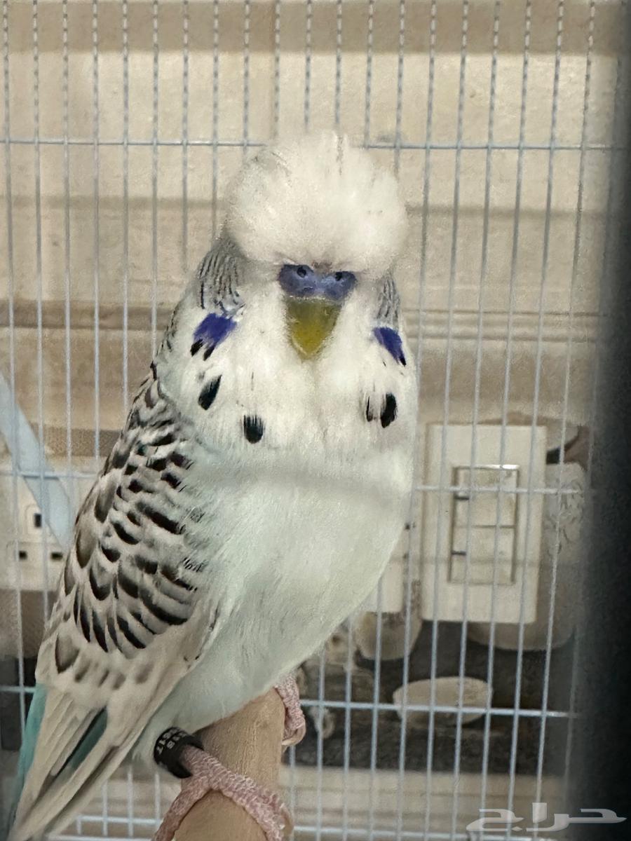 ذكر بادجي انجليزي الاحساء64400660986754110