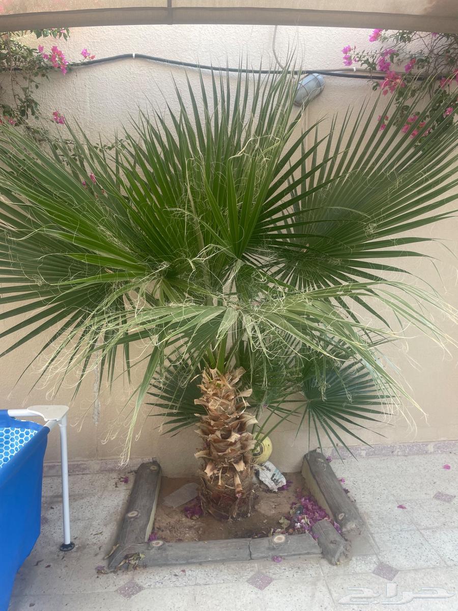 نخلة واشنطن او دوم64388743320707110