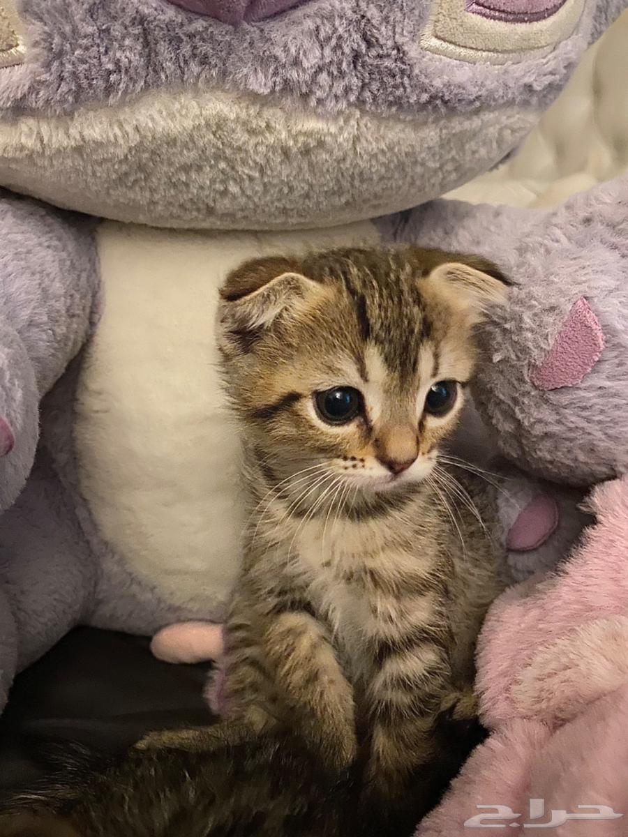 Cats64388771043201110