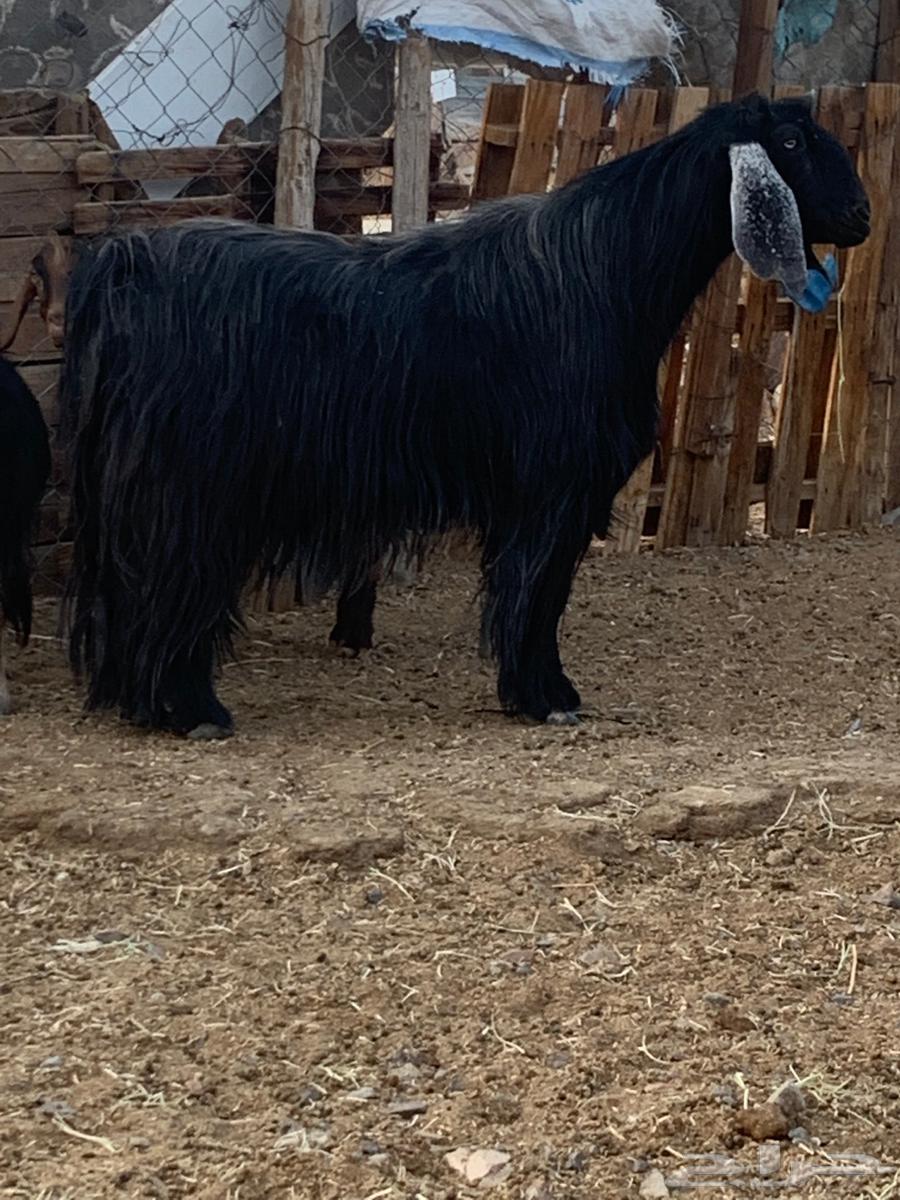 Male goat, stud, periodic, very large size, strong heat limit 140064388867297410110