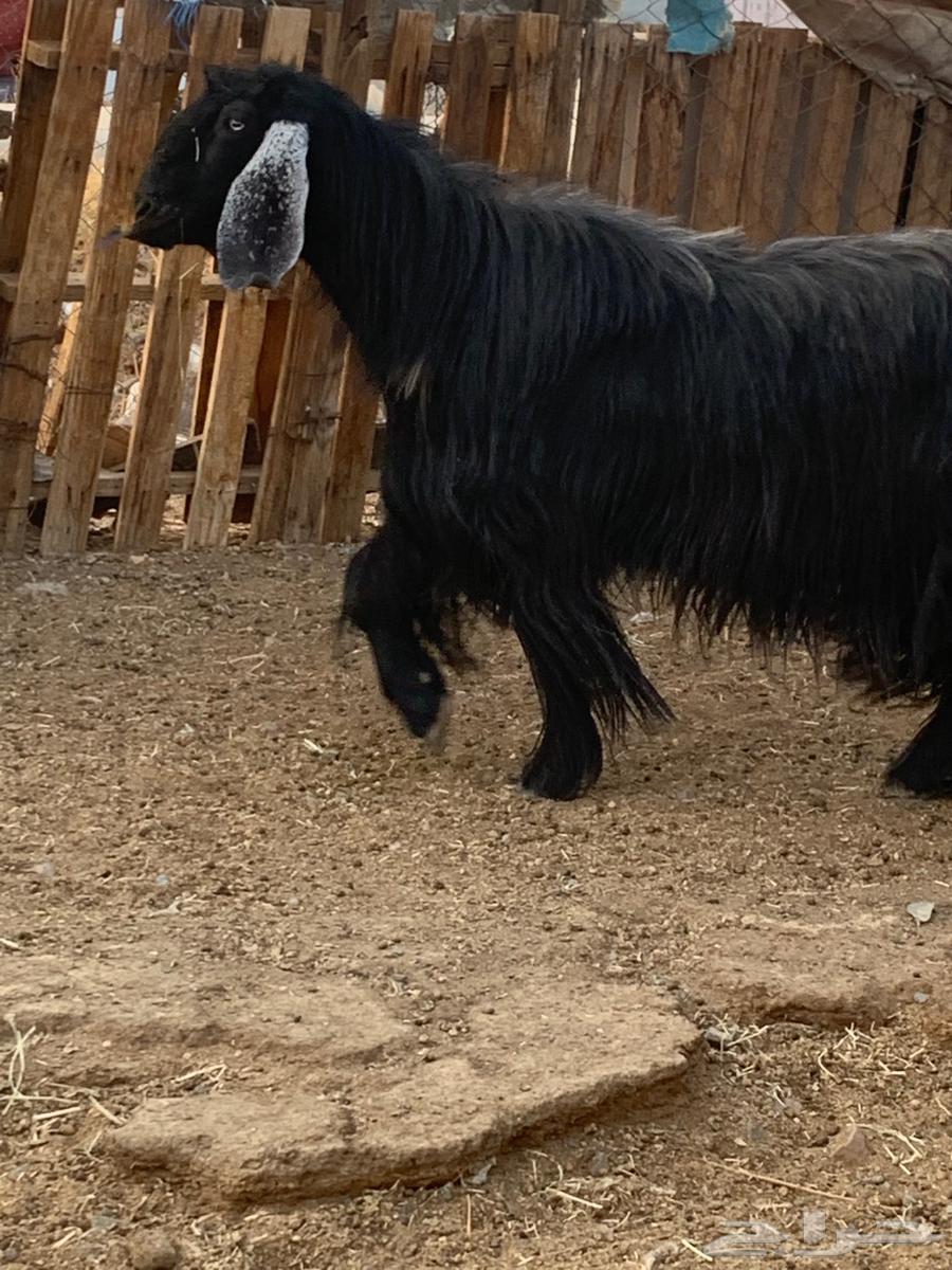 Male goat, stud, periodic, very large size, strong heat limit 140064388867297410112