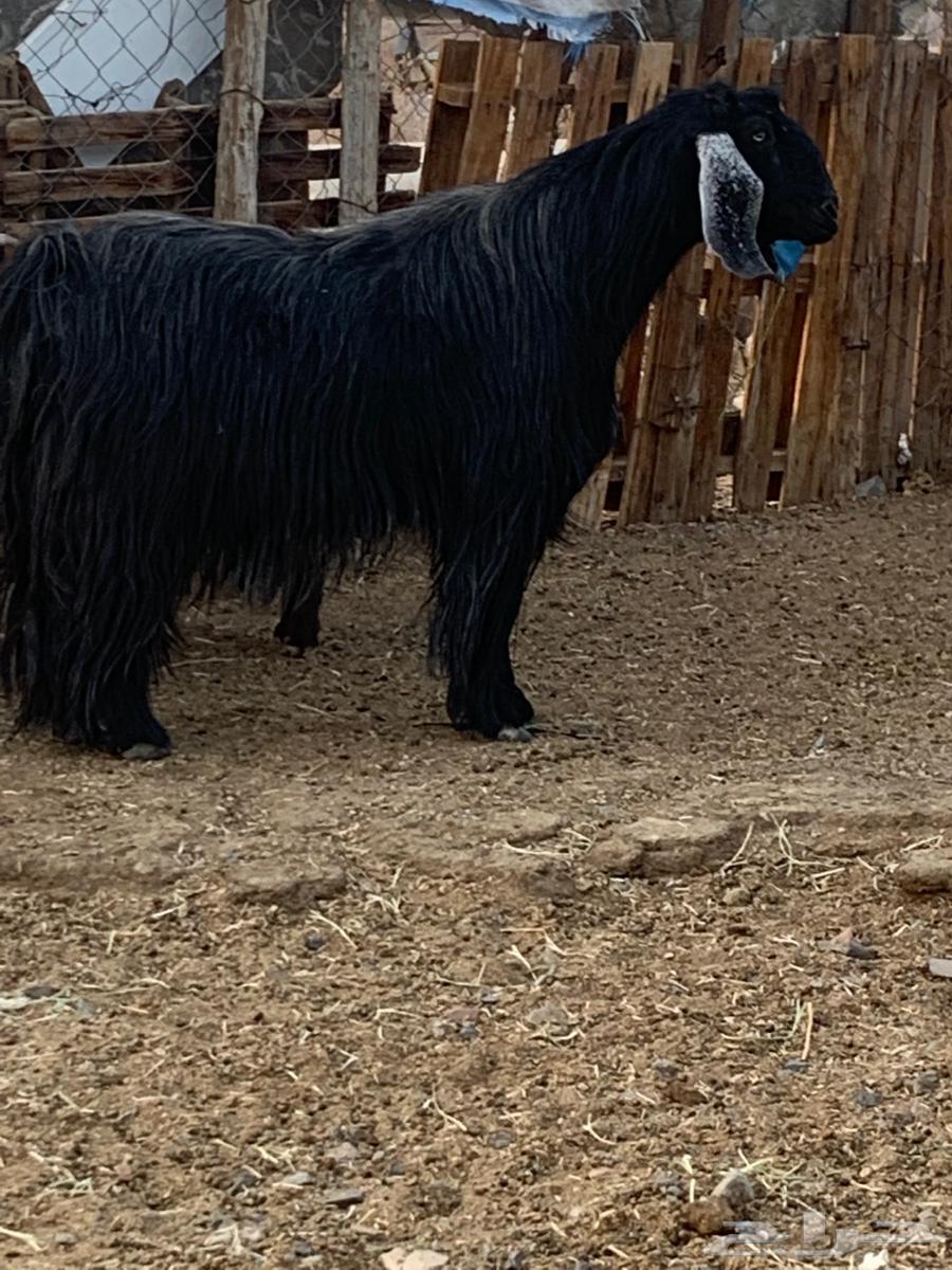 Male goat, stud, periodic, very large size, strong heat limit 140064388867297410111