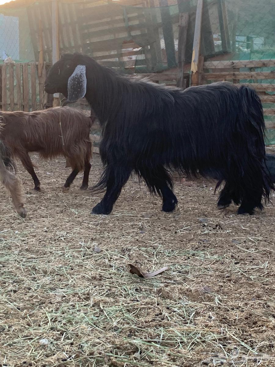 Male goat, stud, periodic, very large size, strong heat limit 140064388867297410113