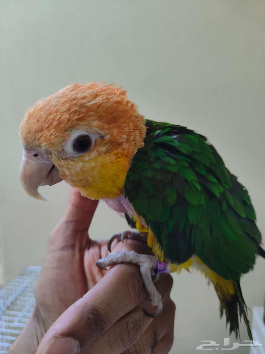 ببغاء كايكي وايت بيلي اليف ربوه كايك64389058873346111