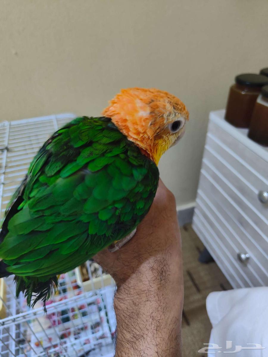 ببغاء كايكي وايت بيلي اليف ربوه كايك64389058873346114