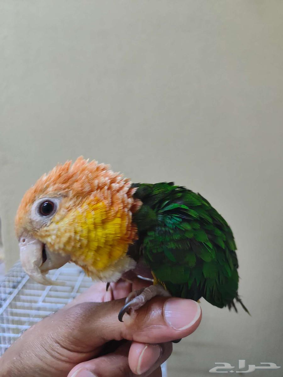 ببغاء كايكي وايت بيلي اليف ربوه كايك64389058873346112