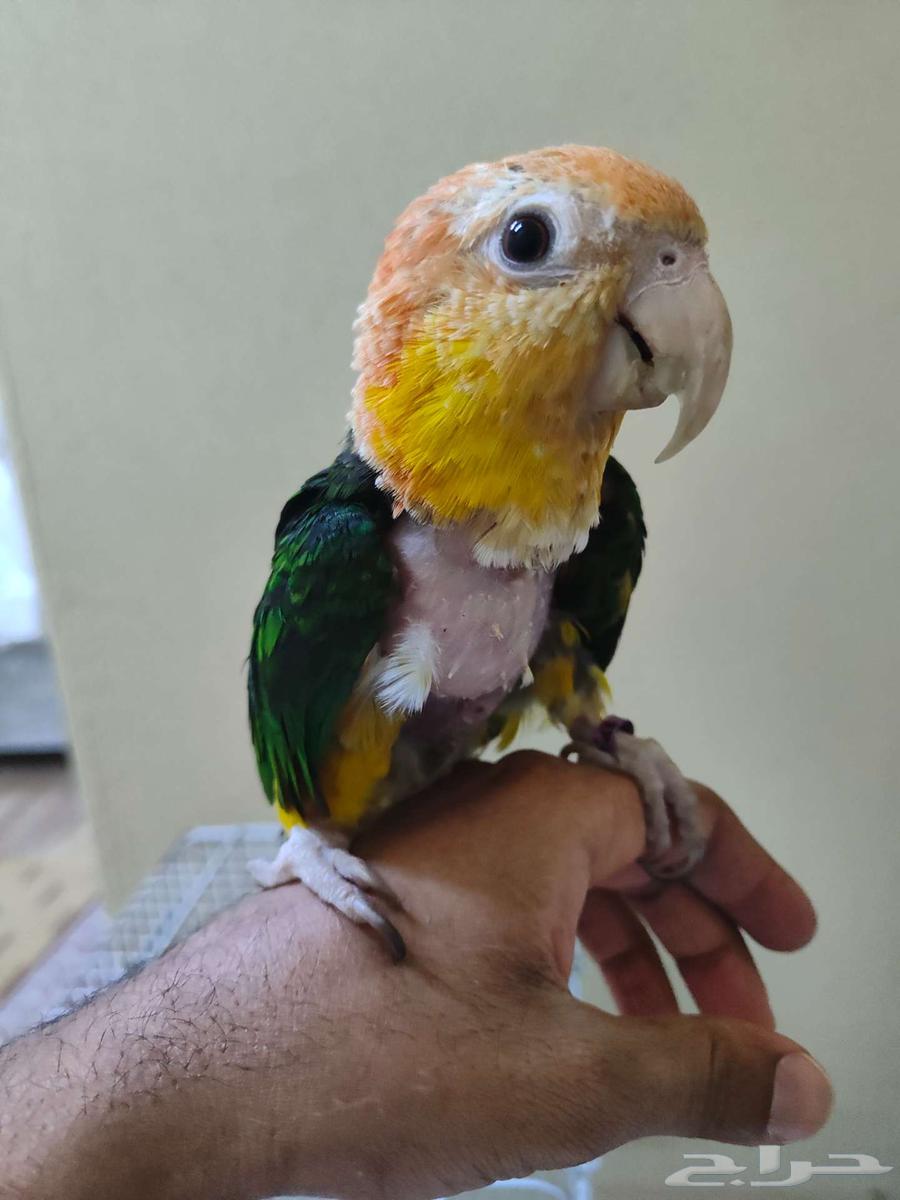 ببغاء كايكي وايت بيلي اليف ربوه كايك64389058873346110