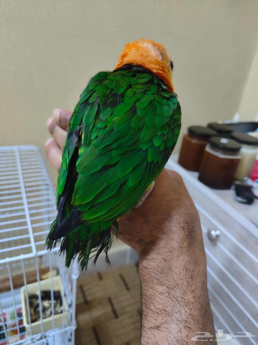 ببغاء كايكي وايت بيلي اليف ربوه كايك64389058873346113