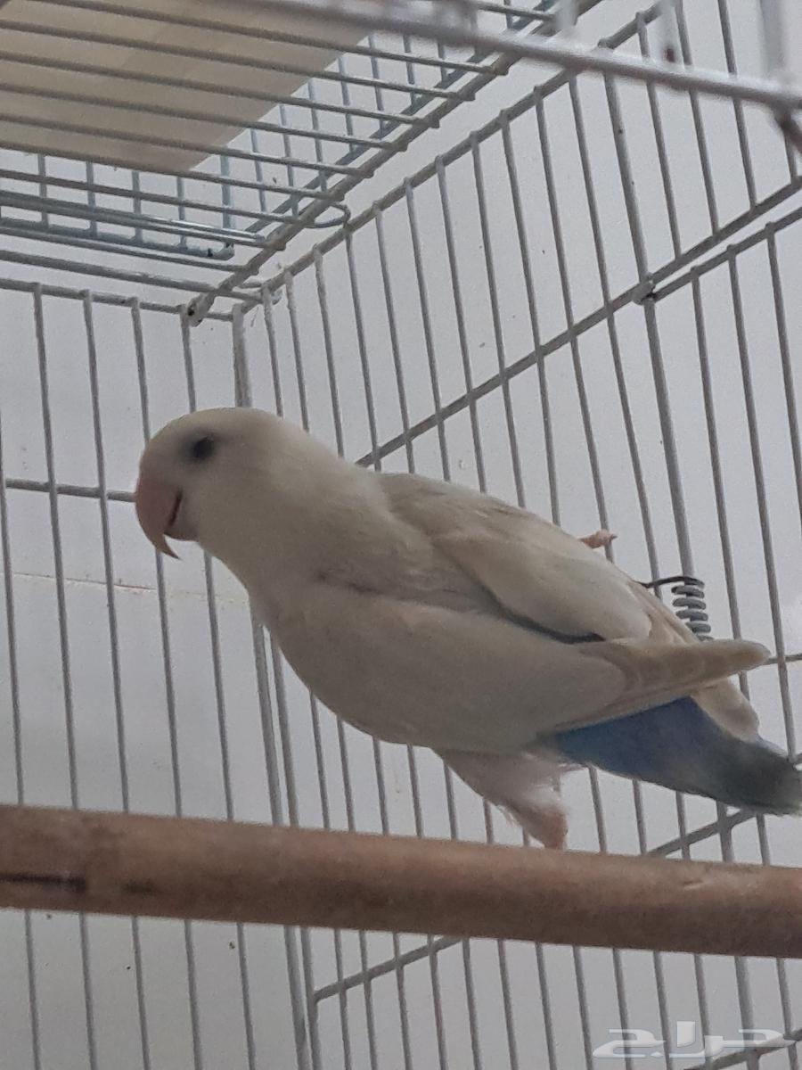 فروخ روز الوان فاتحه ومميزه وحجم بطل تم البيع64388413241987114