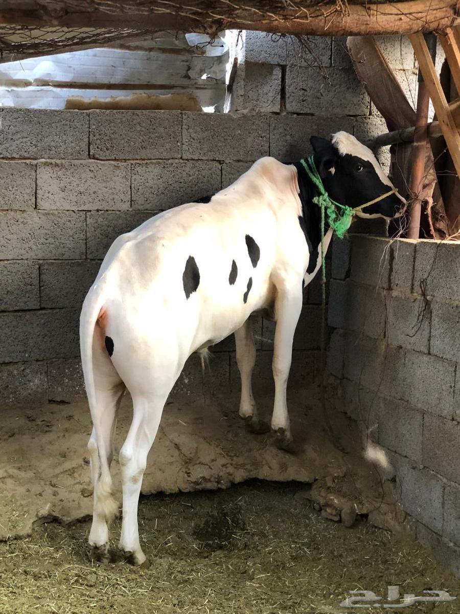 عجل هولندي سمين64389058968450110