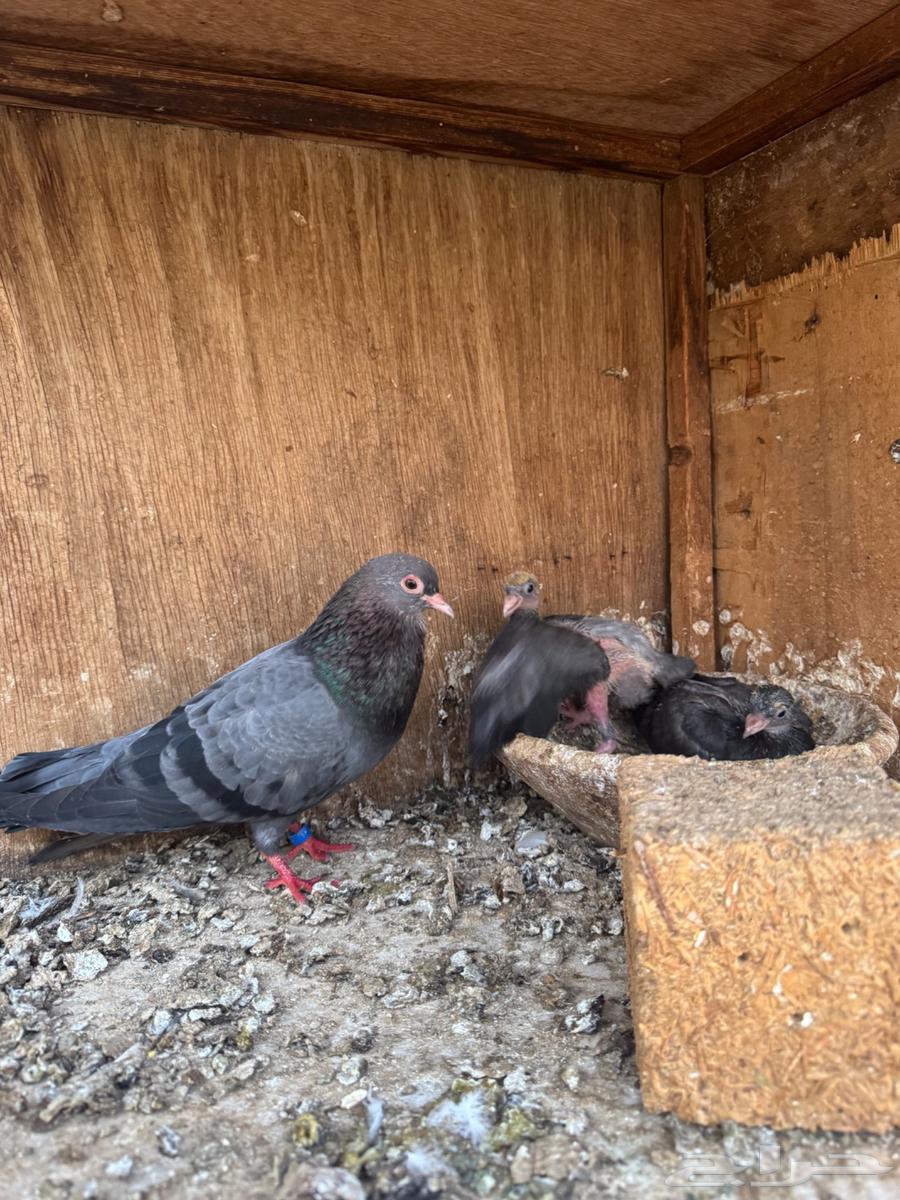 A male bird from Sana'a with its two chicks is waiting for the owner to come and pick it up after being sold64389266147585111