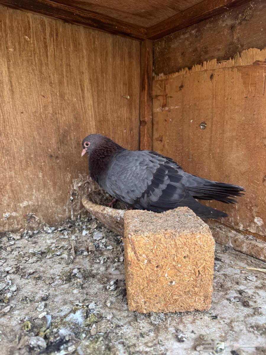 A male bird from Sana'a with its two chicks is waiting for the owner to come and pick it up after being sold64389266147585110