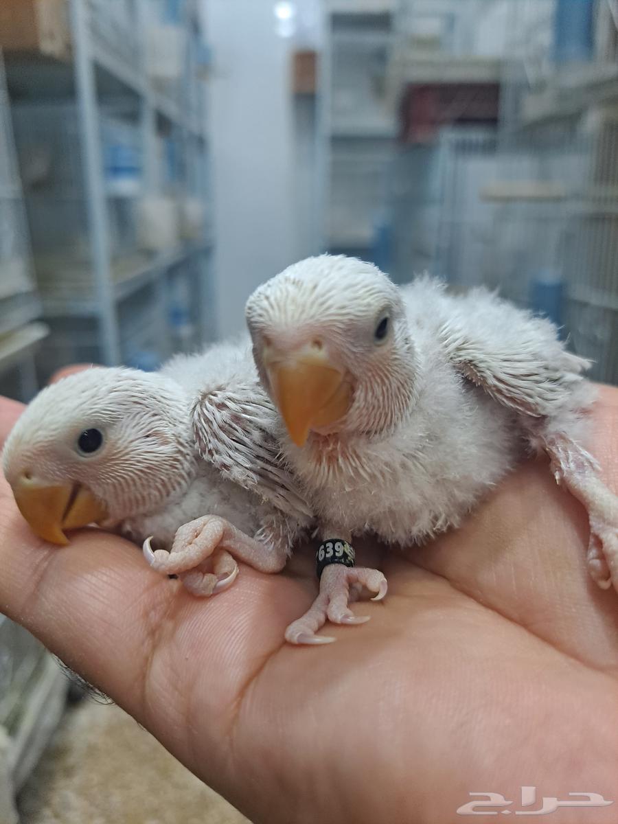 فروخ روز الوان فاتحه ومميزه وحجم بطل تم البيع64388413241987112