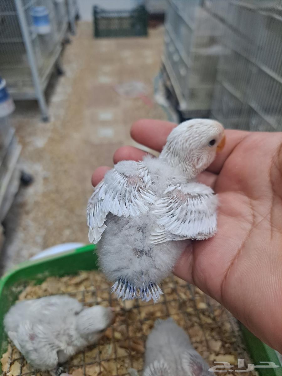 فروخ روز الوان فاتحه ومميزه وحجم بطل تم البيع64388413241987113