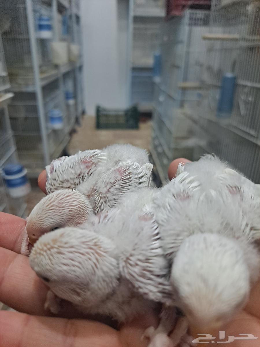 فروخ روز الوان فاتحه ومميزه وحجم بطل تم البيع64388413241987111