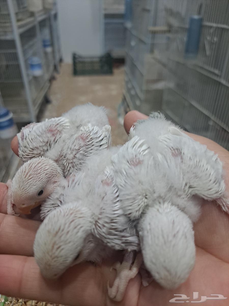 فروخ روز الوان فاتحه ومميزه وحجم بطل تم البيع64388413241987110