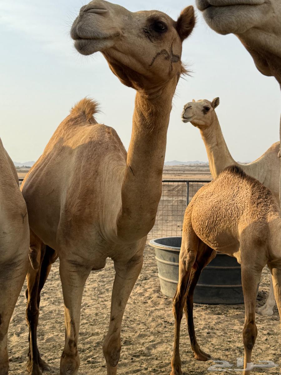 ناقه حره للبيع سنها ثنيه64389985279490112