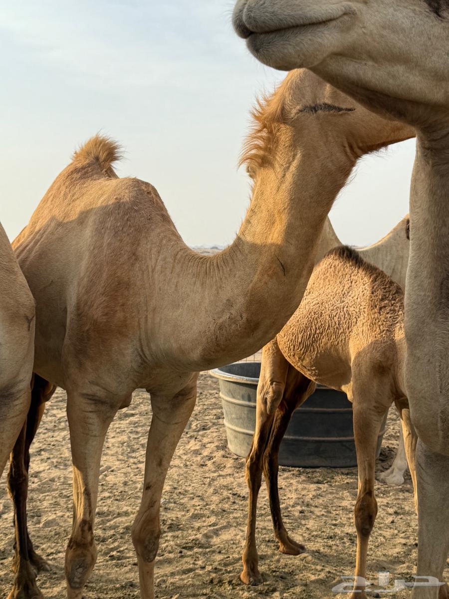 ناقه حره للبيع سنها ثنيه64389985279490110