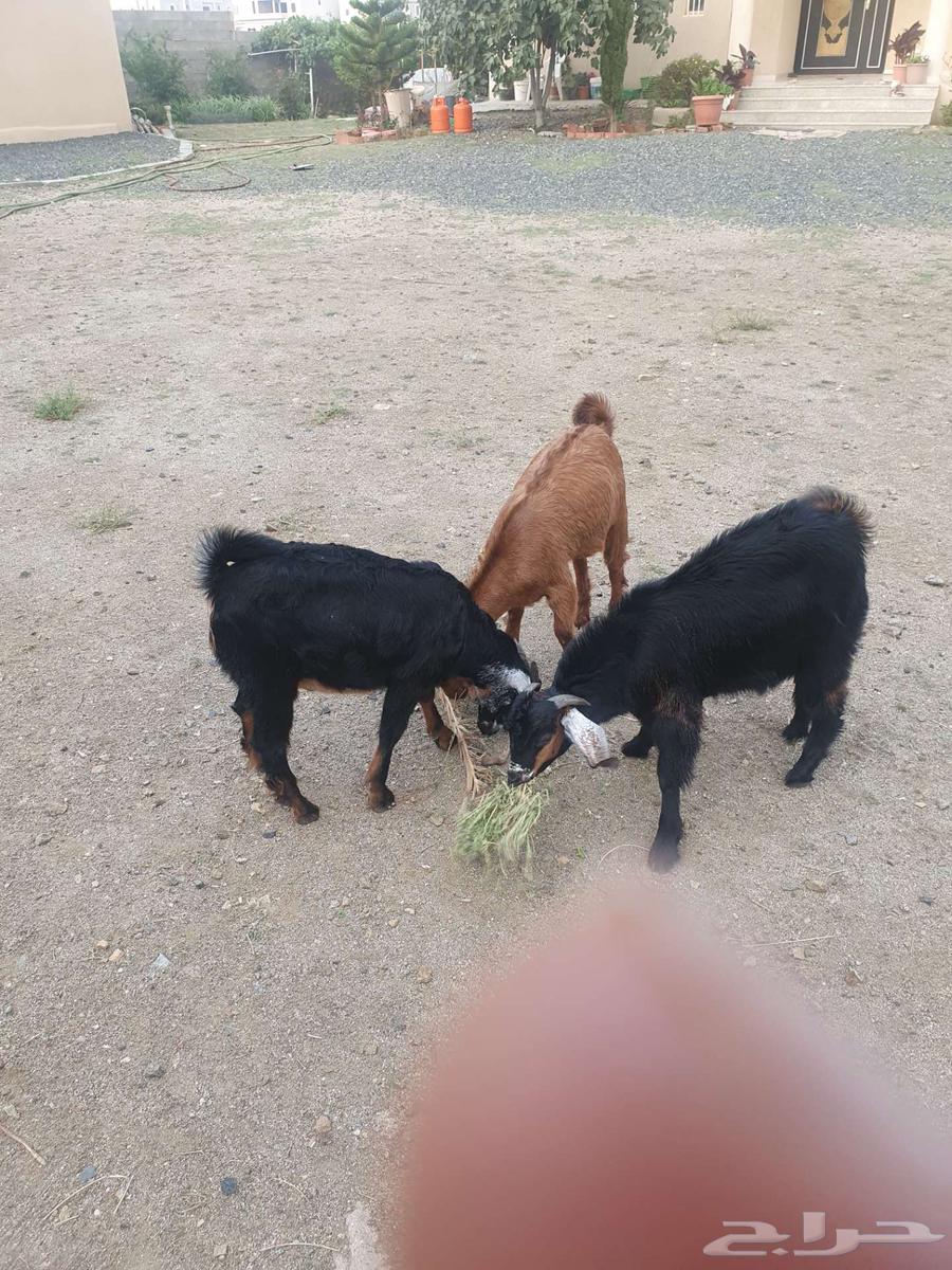 Clean goats and fully charged condition64390221895427112